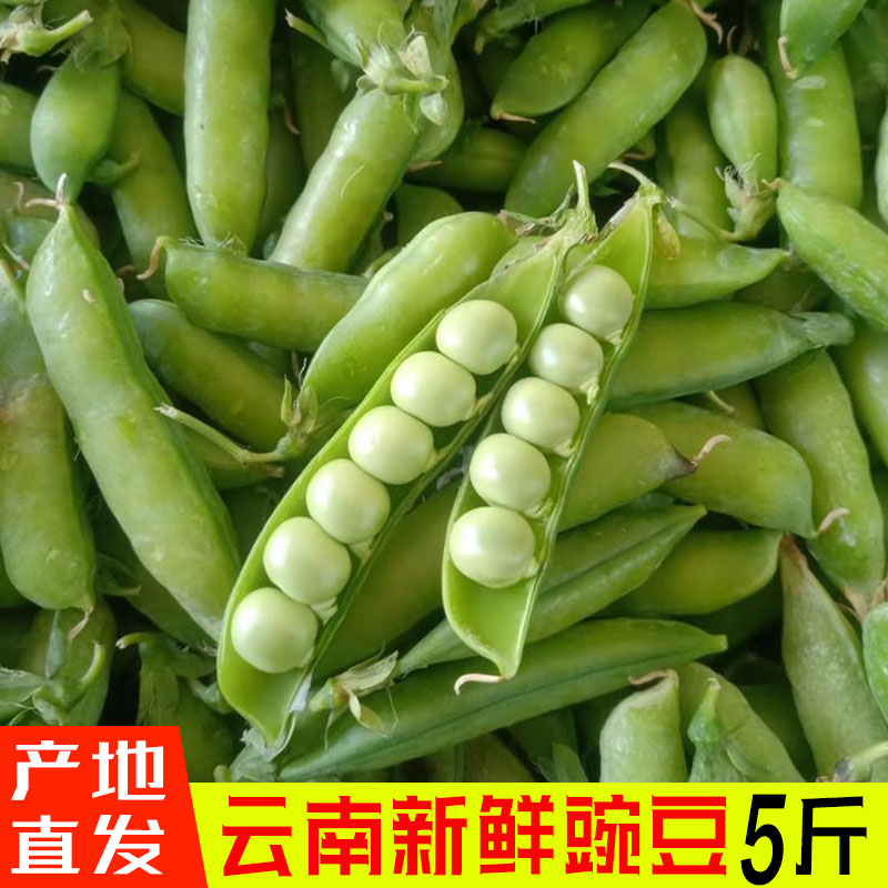 云南新鲜青豌豆农家露天带壳青豆5斤包邮现摘豌豆水果甜豆荚蔬菜
