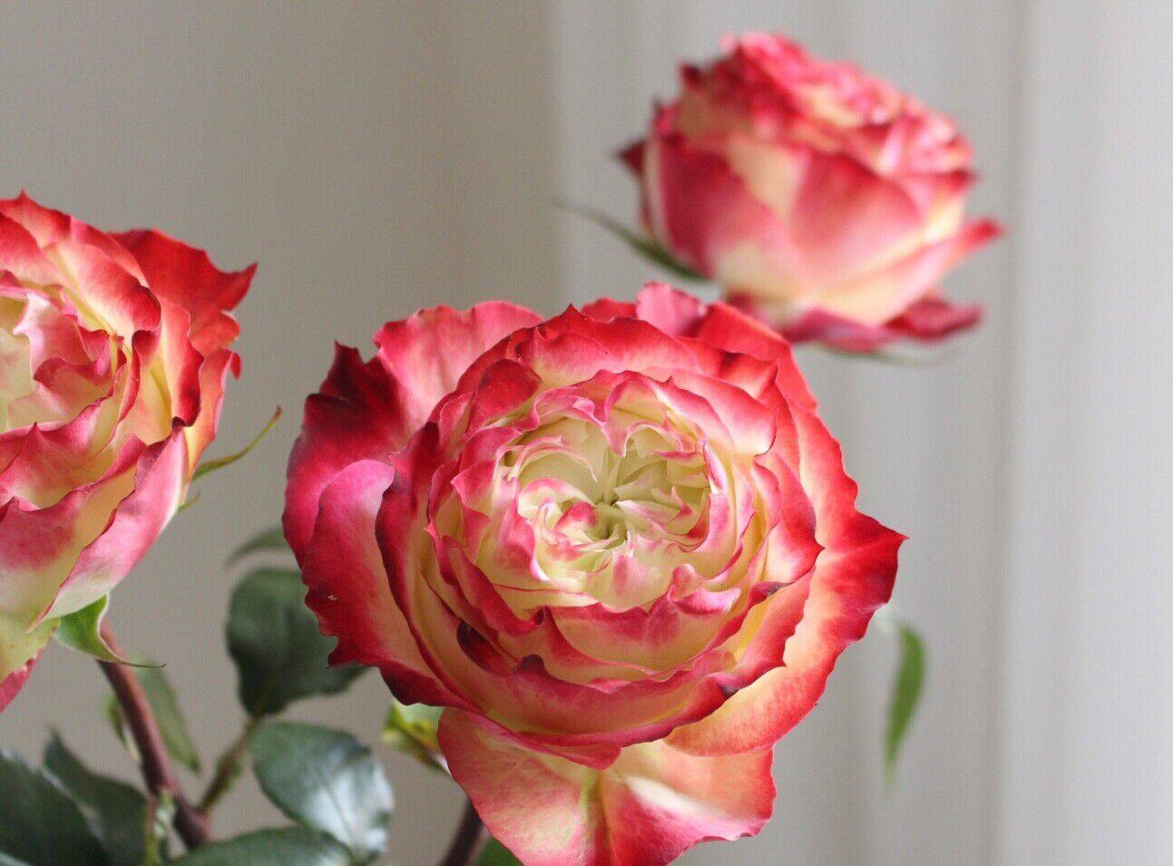 【水灵花园】苹果杰克 超新品 切花玫瑰花苗盆栽阳台月季