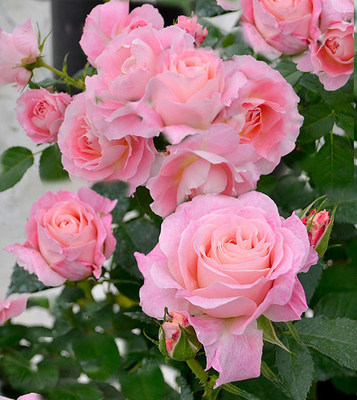 【特价】海神王阳台系列大花微月粉色月季玫瑰丰花勤花盆栽花卉