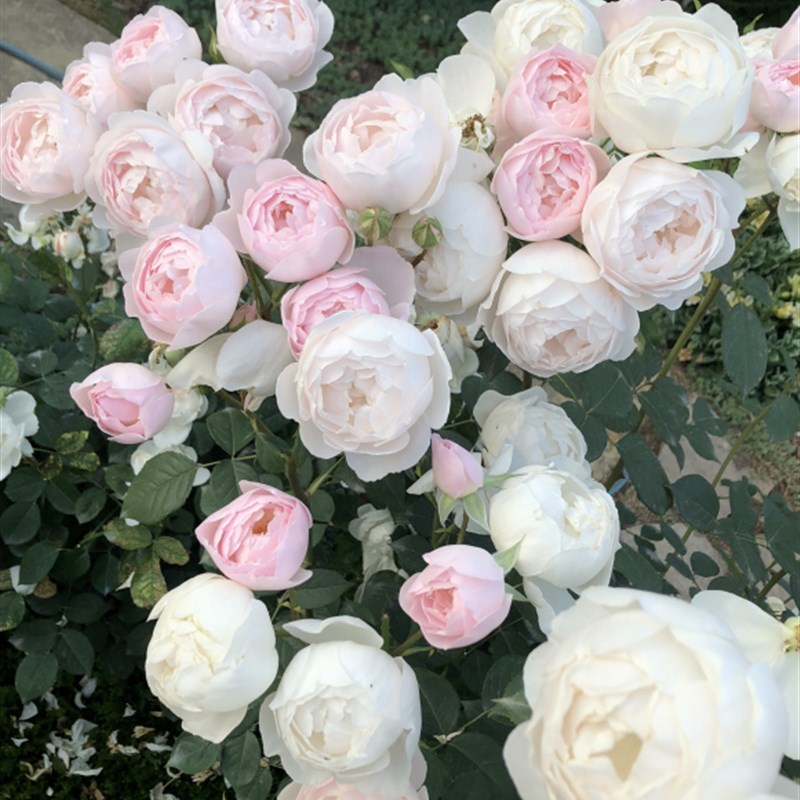 【水灵花园】黛丝德蒙娜月季 灌木庭院花卉玫瑰