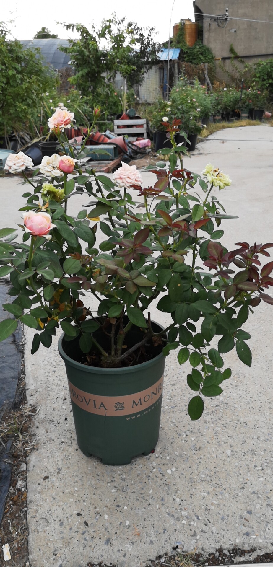 【水灵花园5加仑大苗】教父玛利亚纳塔莱 日本切花月季 大花包子