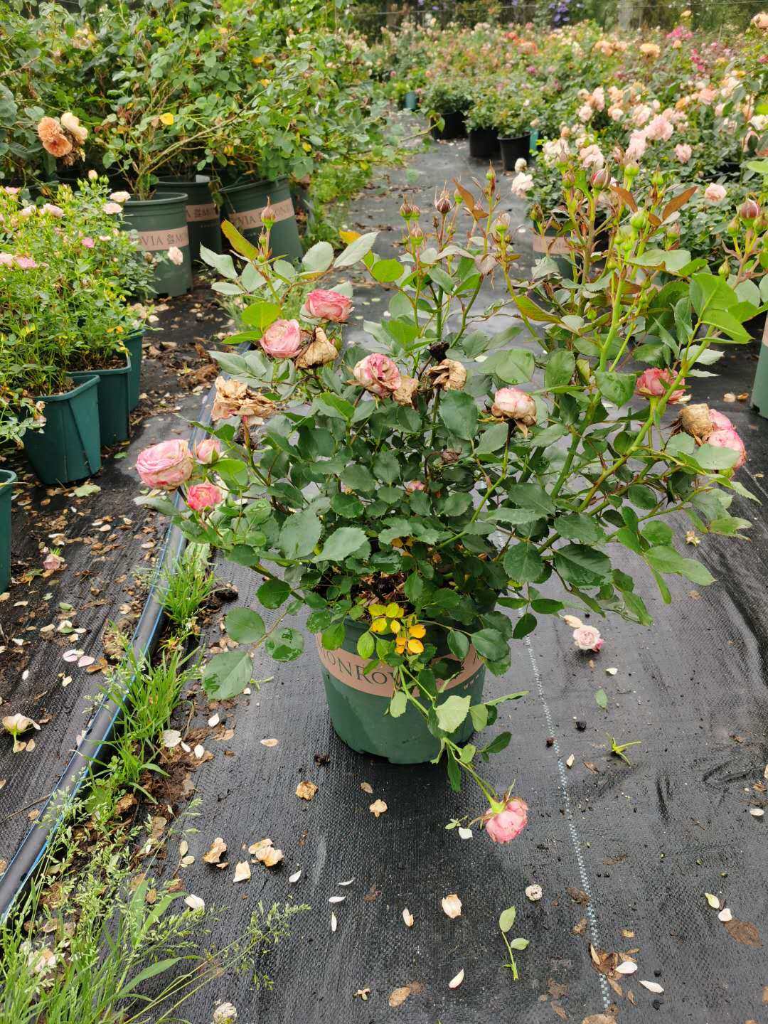 水灵花园2加仑中大苗蓝色阴雨银灰蓝紫色月季藤本