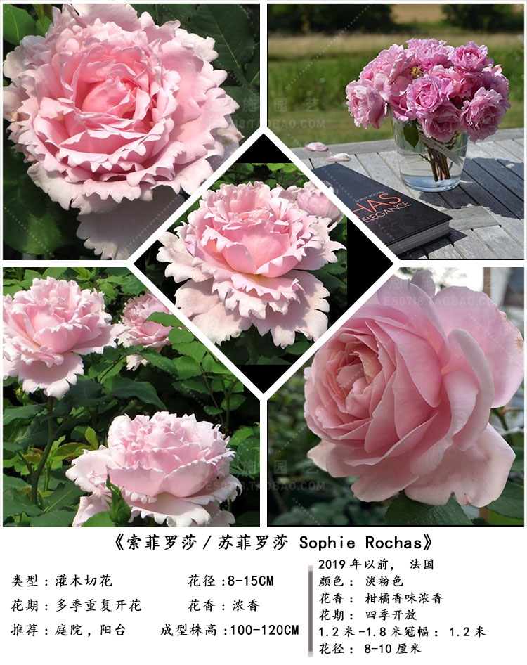 【水灵花园】索菲罗莎/苏菲罗莎 月季花淡粉色 四季开花 浓香