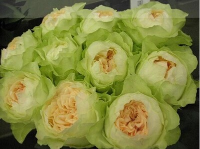 水灵花园教母灌木月季切花强香丰花