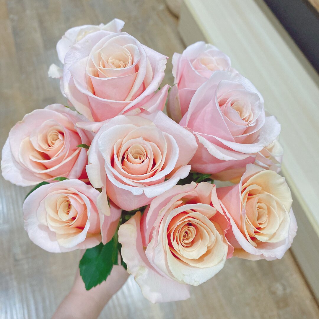 【水灵花园】珍珠贝月季玫瑰 肯尼亚切花灌木直立高杯型花苗