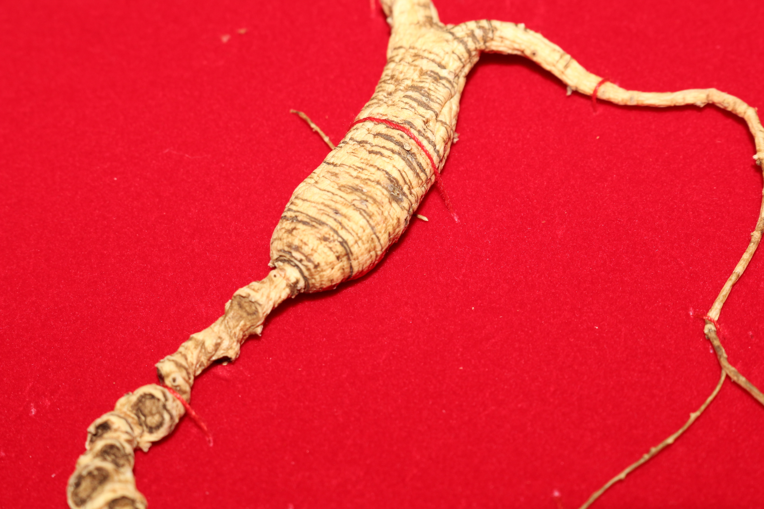 长白山野山参农业部鉴定编号ss201523215农业部网站可查询