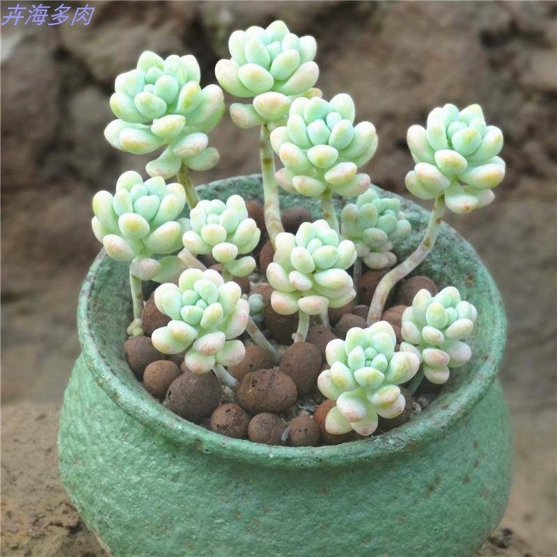 多肉植物  天使之泪 自带香味 肉肉 阳台窗台趣味绿植小盆栽