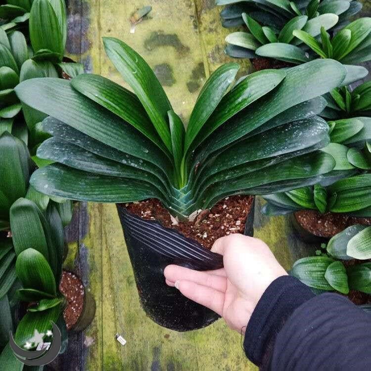 君子兰盆栽室内当年开花