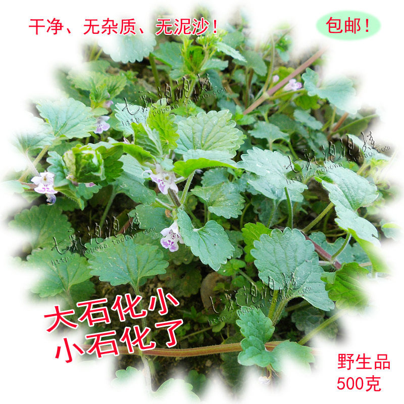 正宗连钱草鲜货广金钱草金钱薄荷