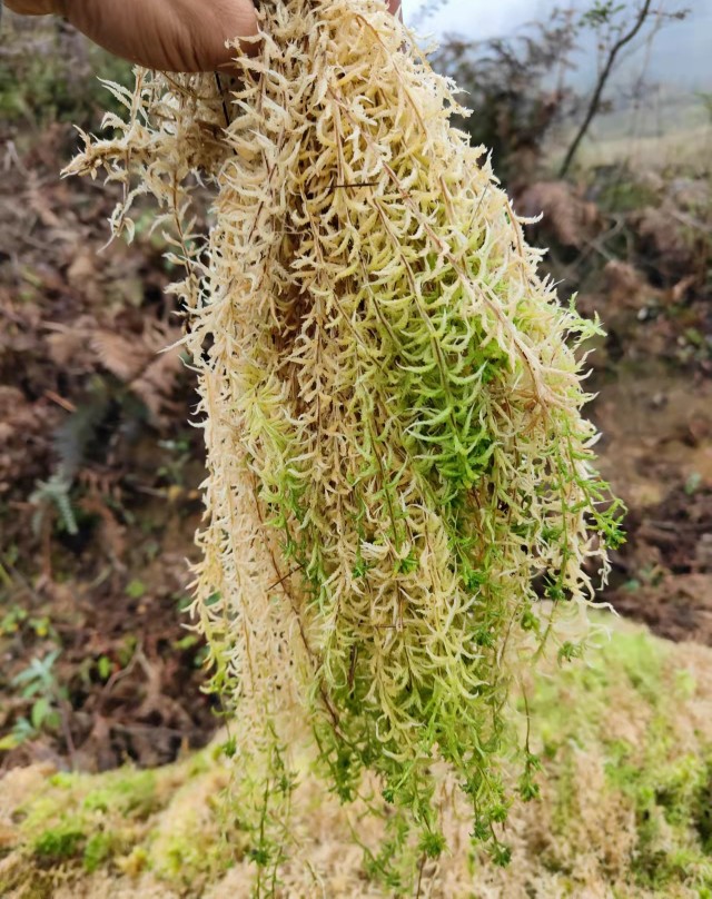 水苔图片与功效图片