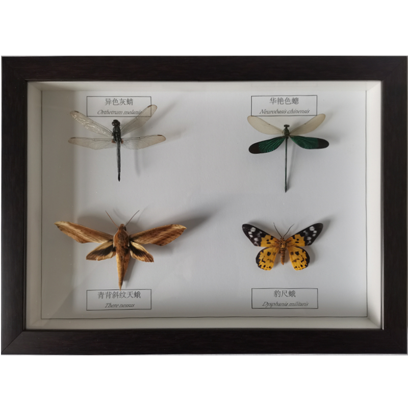 真昆虫蝴蝶标本 昆虫标本相框工艺品 昆虫标本展览展示节日礼物