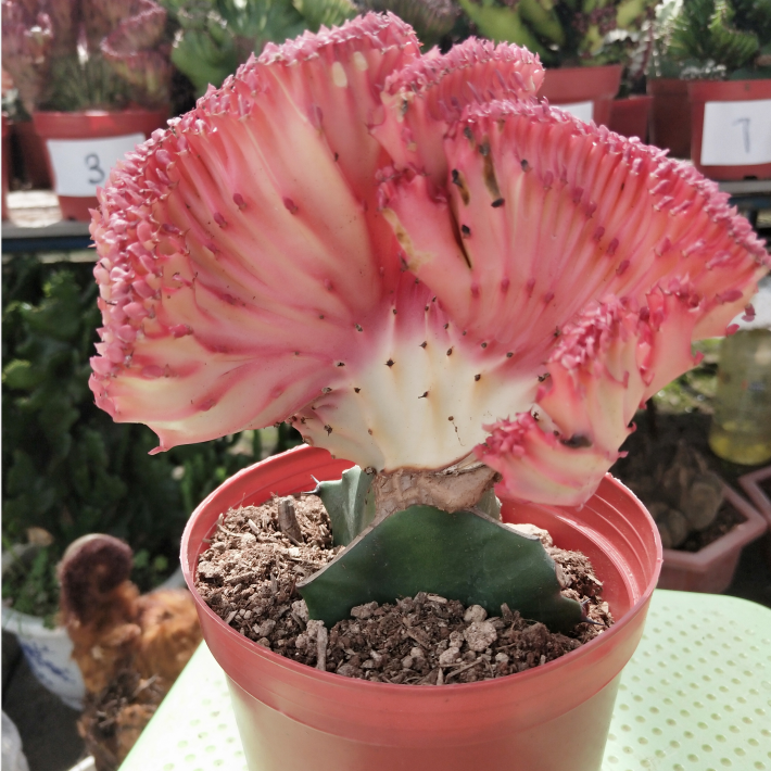 至尊麒麟-特价促销-优惠券领取-价格|多少钱|什么牌子好-35优惠券网站