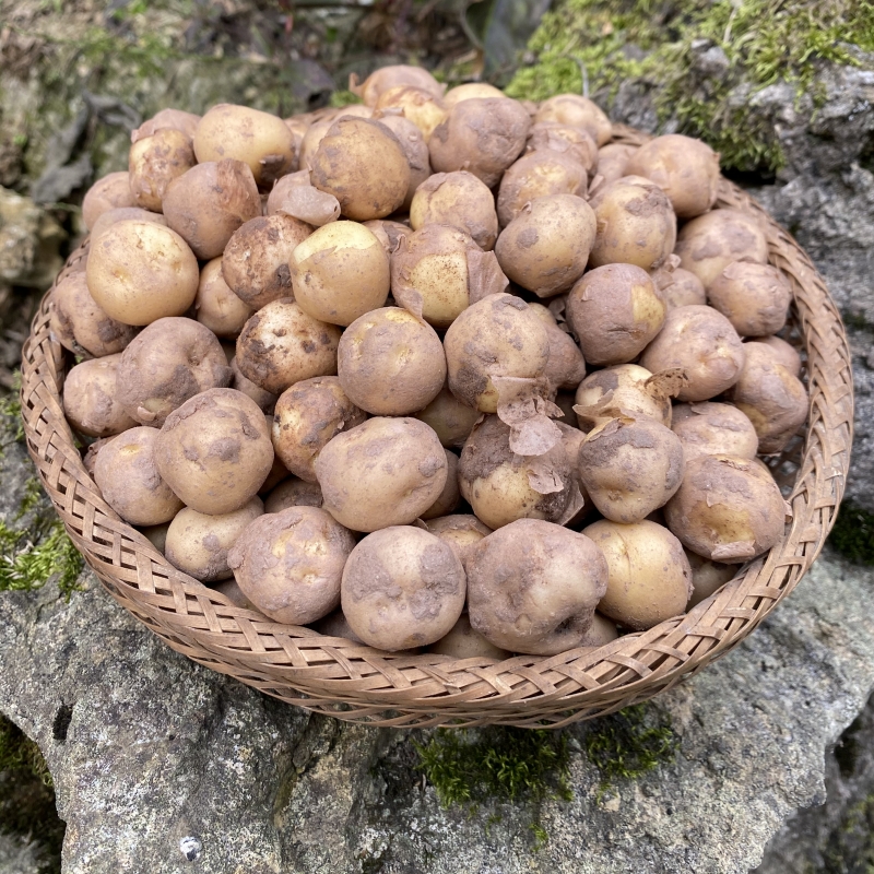 重庆现挖小土豆新鲜黄心小洋芋高山农