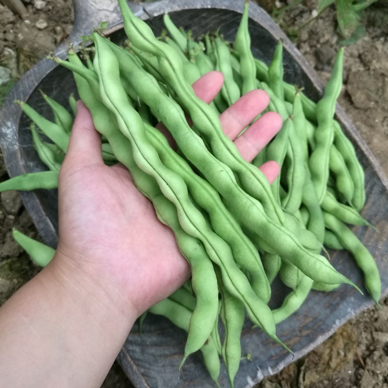 重庆四季豆新鲜农家现摘架豆芸豆角豆