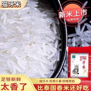 2024年新米猫牙米晚稻长粒香大米丝苗米10斤20斤50斤煲仔饭米粥米