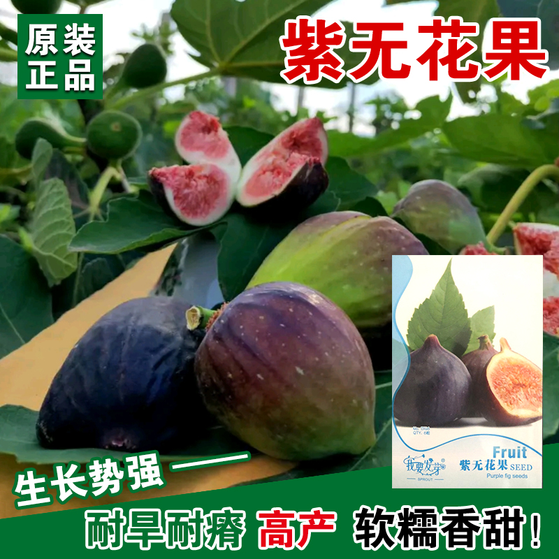 无花果种子
