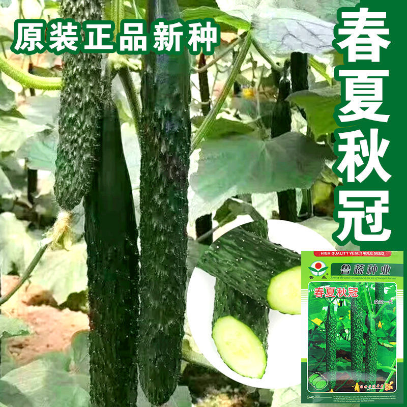 绿瓤黄瓜种子春秋节节瓜三叶结瓜水果黄瓜春季种业阳台蔬菜种子