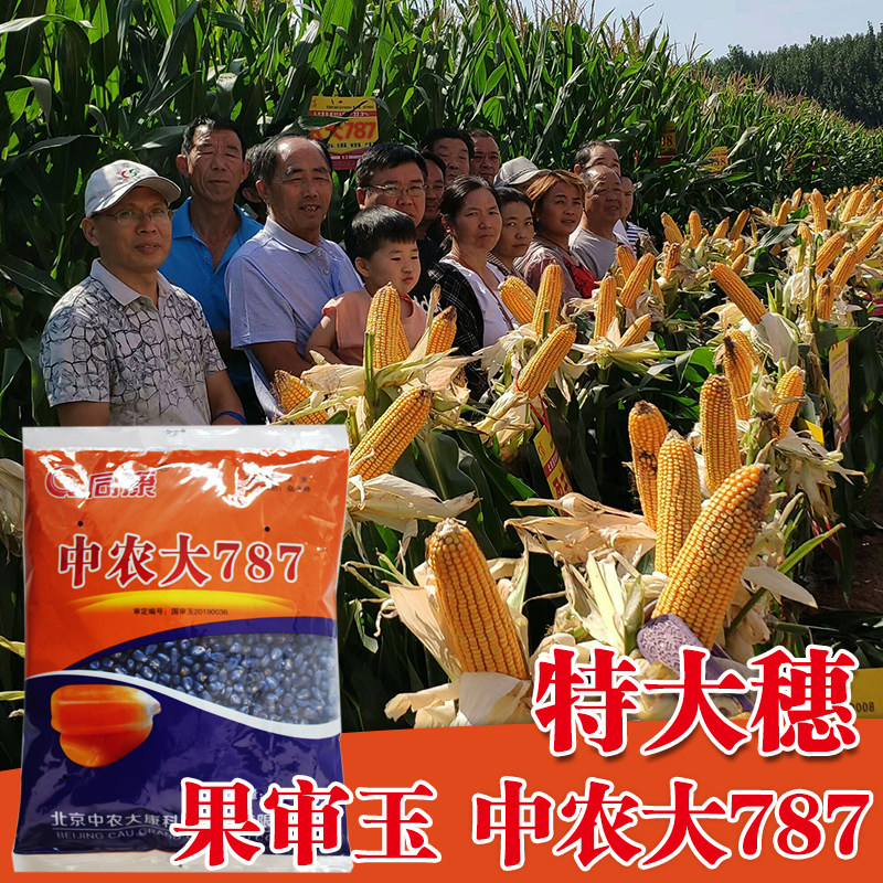 玉米种子高产杂交大田苞米种子抗病抗旱抗倒伏中农大787 春播夏播