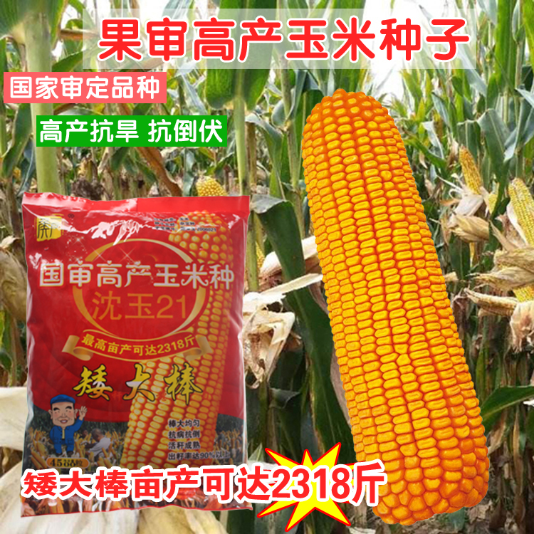 矮大棒沈玉21大田种植杂交玉米种籽 耐高温 高产大穗抗病国审玉米