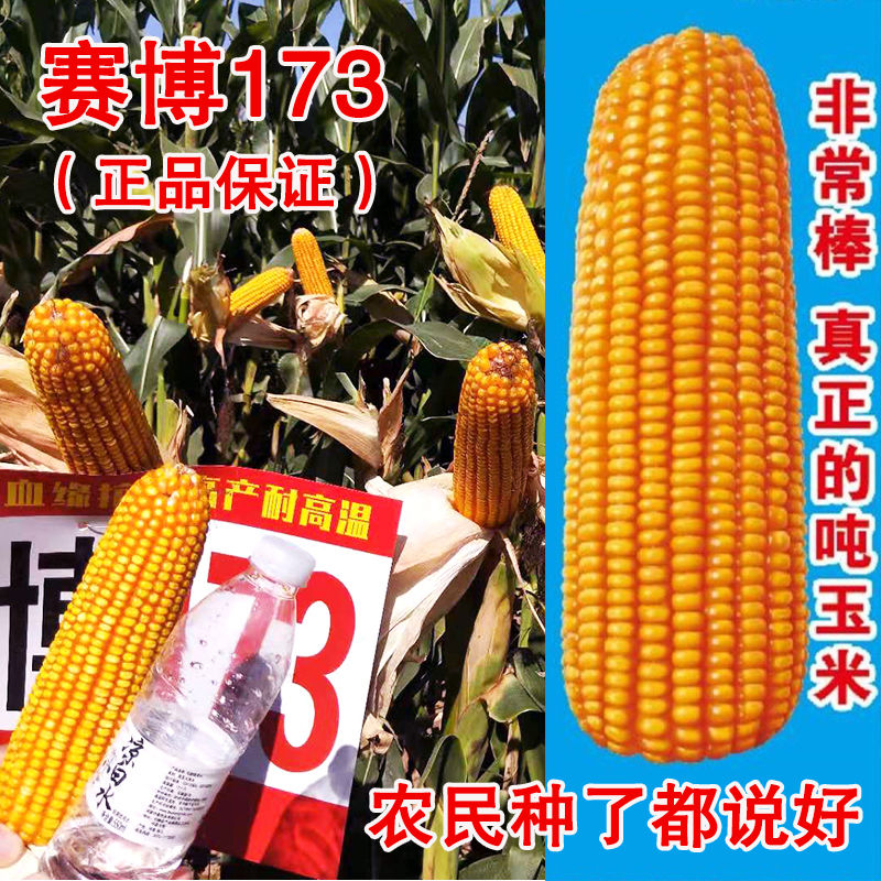 矮杆玉米种子