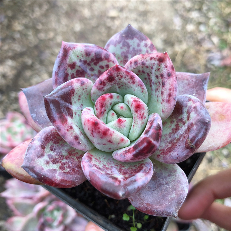 玫瑰香槟多肉植物布朗先生的古董店新手盆栽肉肉组合控型一物一拍