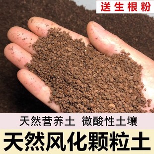 海岛栀子花土专用土天然风化土风化石赤玉土盆景土颗粒土种生桩土