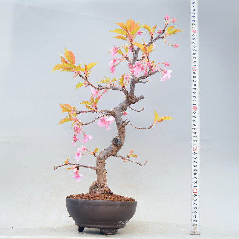 日本樱花盆景盆栽河津樱绯寒樱垂樱精品原生进口老桩实物花果绿植