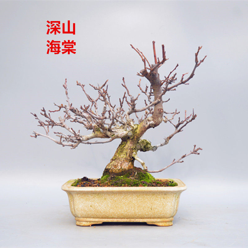 日本深山海棠(日本深山海棠是什么海棠)