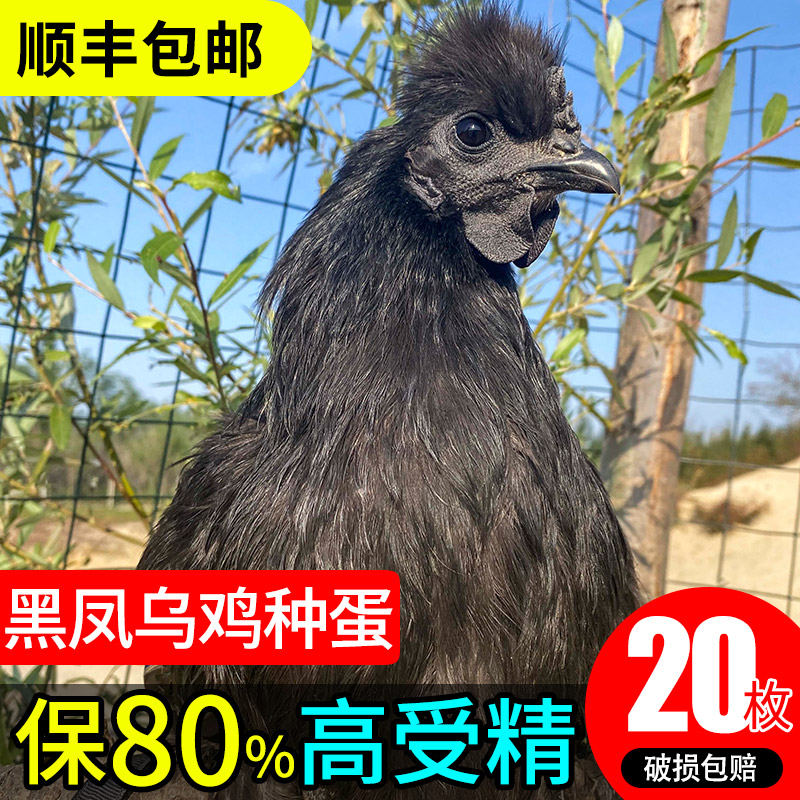 丝羽黑凤乌鸡种蛋受精蛋可孵化小鸡仔五黑泰和乌骨鸡绿壳顺丰包邮