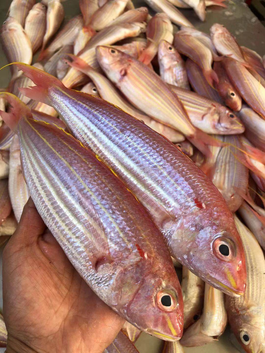 红杉新鲜冷冻鲜活水产金丝广东海钓食用海捕金冷冻鱿鱼