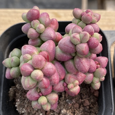 紫光多肉 紫色多肉植物一物一拍【雪狼多肉】