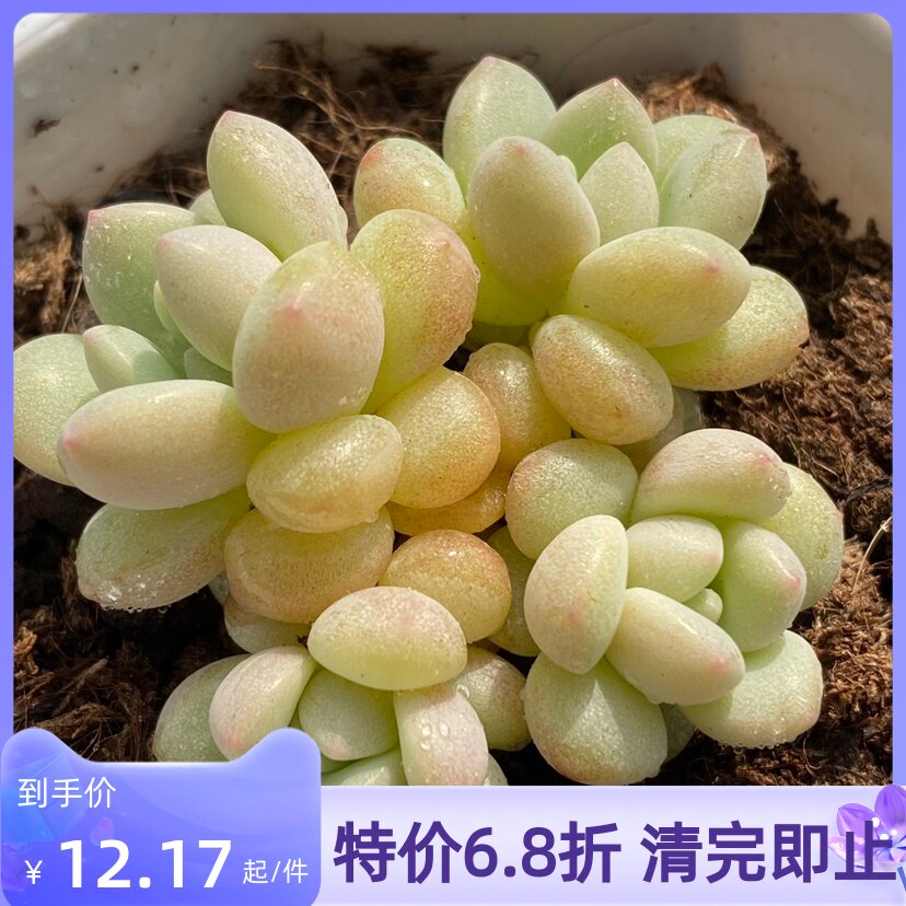 多肉泡泡糖植物一物一拍新品实图拍摄雪狼多肉植物