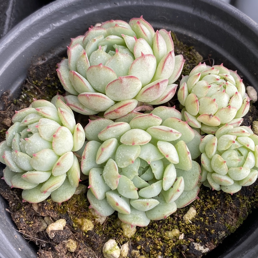 小红船多植物一物一拍红衣船长雪狼多肉植物
