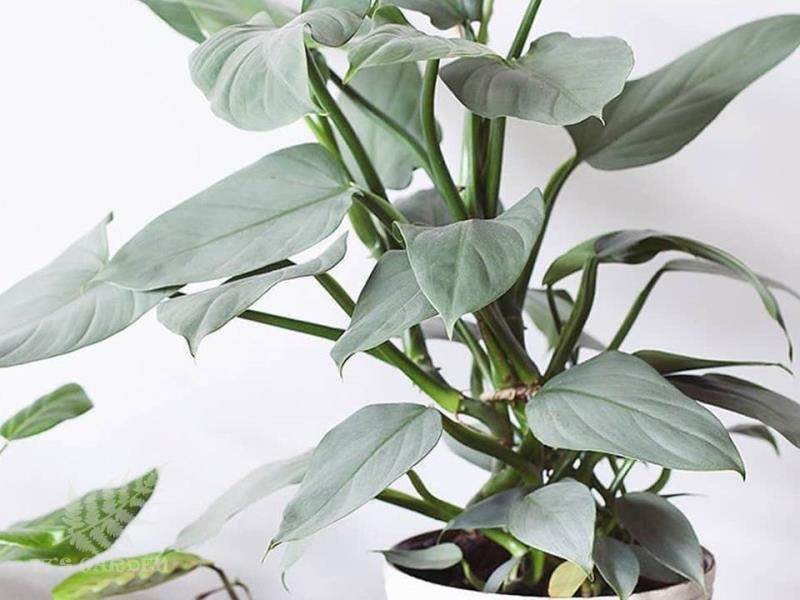 银叶 银剑 哈斯塔姆蔓绿绒  philodendron hastatum 客厅趣味绿植