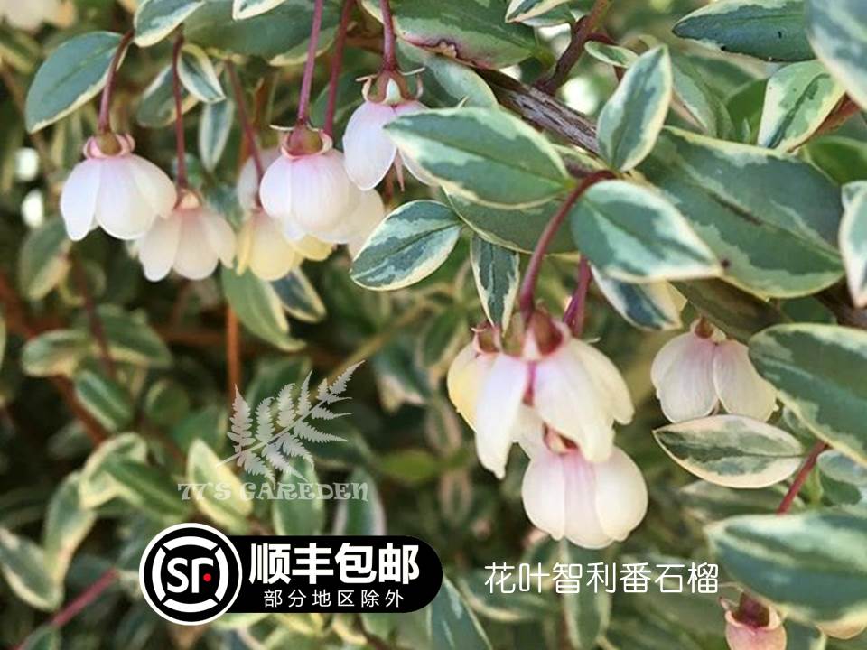 【77花卉】智力番石榴   欧洲进口盆栽花叶有趣水果盆栽 顺丰包邮