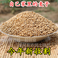 自留 小麦种子 不能煮粥 【可磨全麦面粉】可种小麦苗 芽苗菜250g