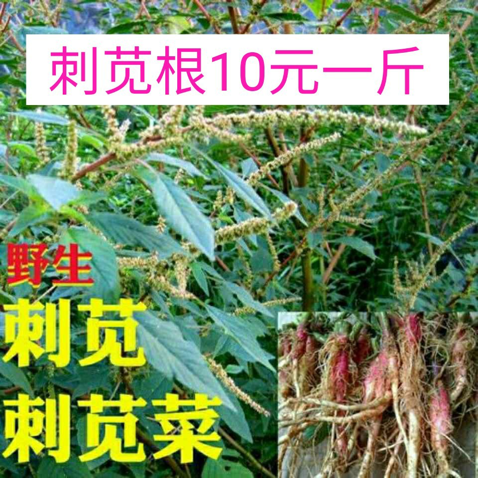 新鲜红刺苋根刺菜根红梗刺笕菜苋菜