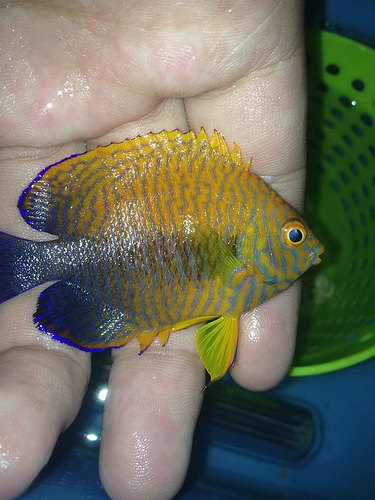 蓝纹小丑鱼_双带小丑_美国蓝纹小丑_太平洋双带小丑_橙鳍双锯鱼百科