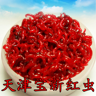 鲜活红虫 天津特大号红虫 活体活饵 鲫鱼饵鲤鱼鱼饵拉饵小公包邮,可在