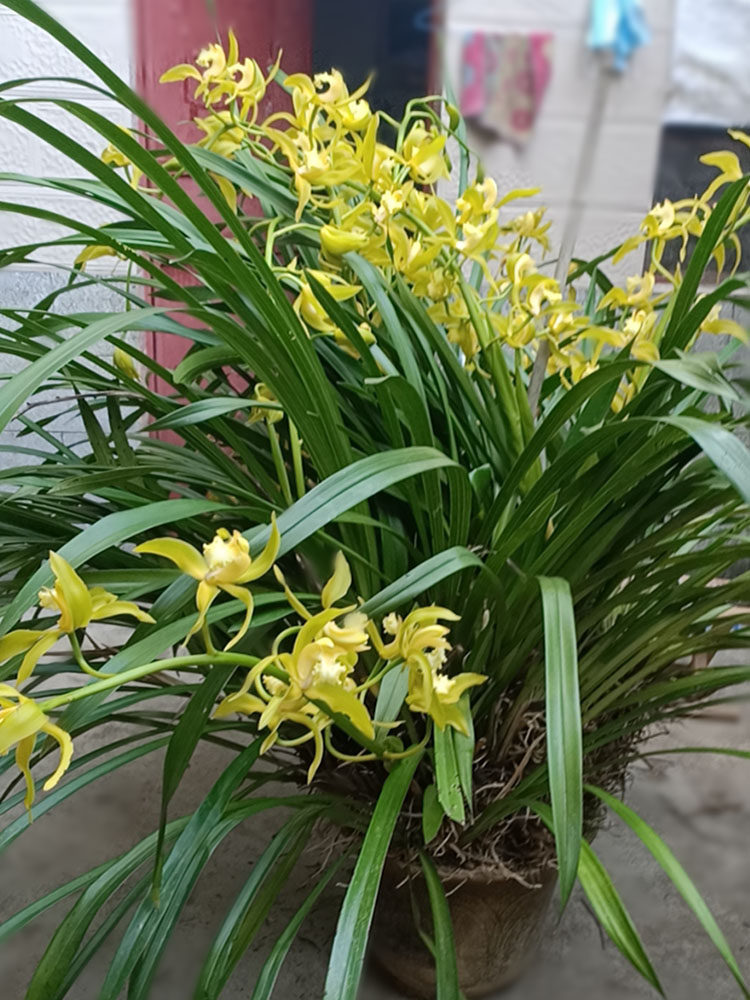 虎头兰花苗黄素兰花盆栽植物不带花苞素心兰花极品名贵花卉精品