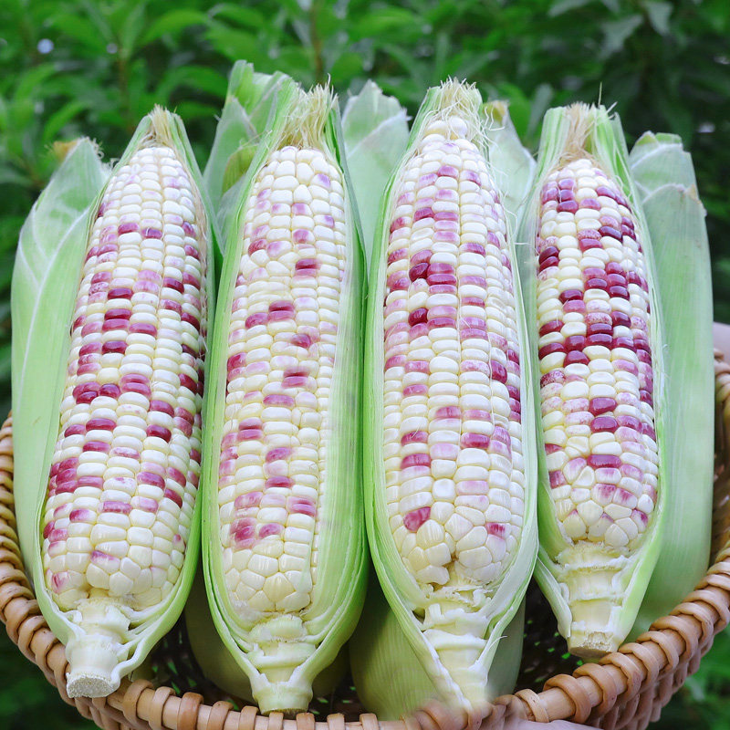 新鲜花糯玉米现摘当季整箱甜玉米棒子10斤苞谷粒孕妇水果玉米蔬菜
