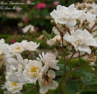 月季栀子花 浓香新品藤本勤花耐寒耐热耐阴阳台花园大花月季花苗