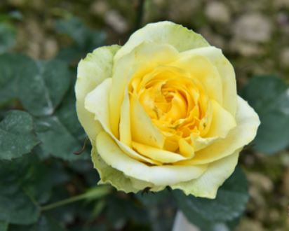 高级柠檬seniorlemontea日月裸根大苗月季月季花时令草本花卉