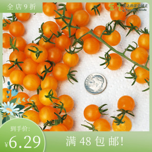 进口迷你番茄种子 橙色醋栗Tomato 无限生长阳台盆栽圣女果沙拉酱