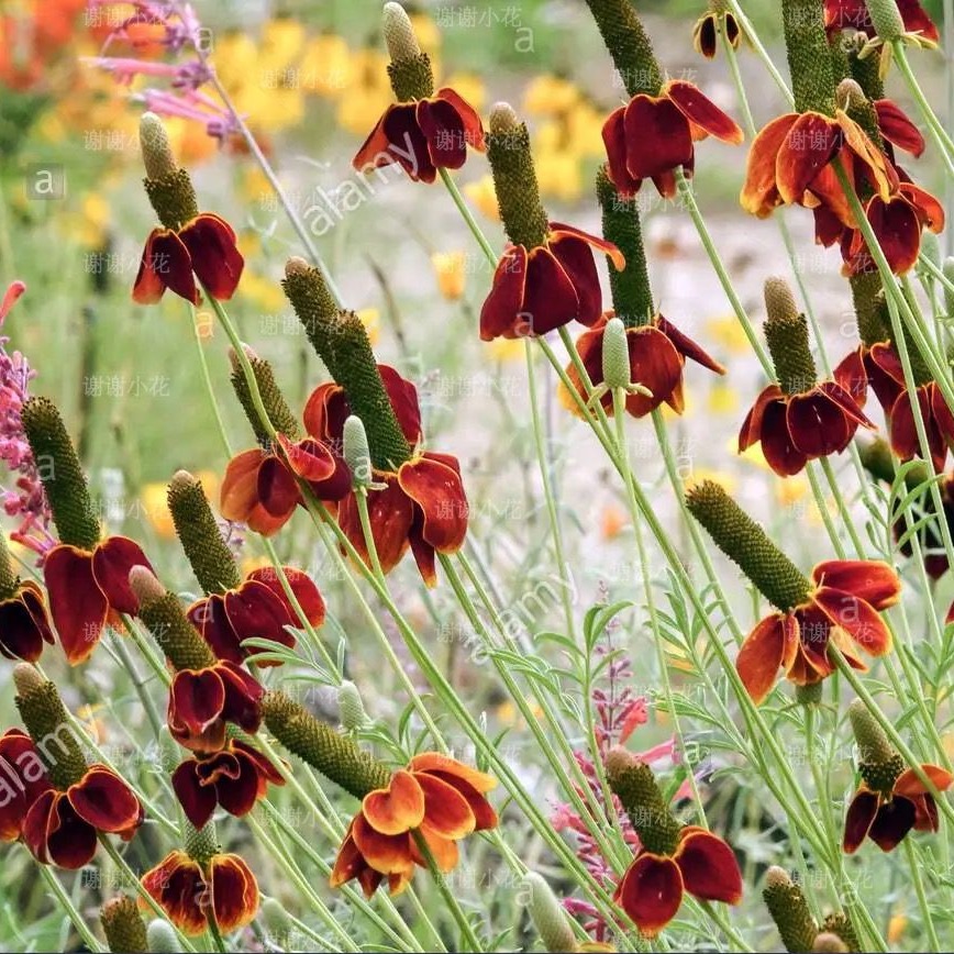 谢谢小花 草原金光菊 墨西哥帽子 耐热耐旱花期长好养护花卉植物