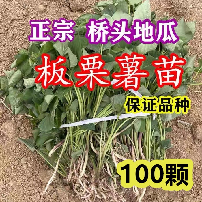 正宗桥头板栗地瓜苗子黄心红薯秧苗高