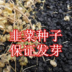 四季蔬菜种子韭菜种子 韭菜籽 出牙率高 庭院阳台盆栽包邮