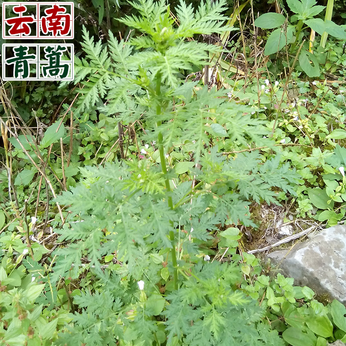 云南中草药草蒿 茵陈蒿 香蒿苹蒿 黑蒿 苦蒿 野生新鲜青蒿500包邮