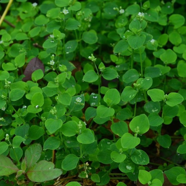 云南中草药 团叶鹅儿肠 水蓝青 水冰片 穿线蛇 野豌豆菜 荷莲豆草