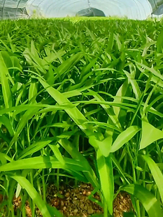 柳叶空心菜种子抗热耐寒阳台盆栽小院种植蔬菜种籽多茬四季播种